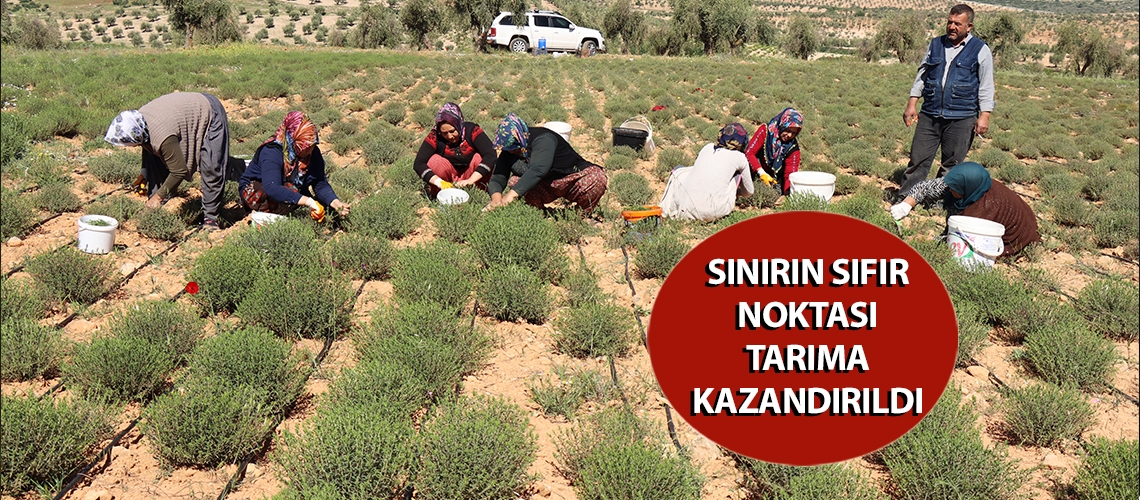 Sınırın sıfır noktası tarıma kazandırıldı
