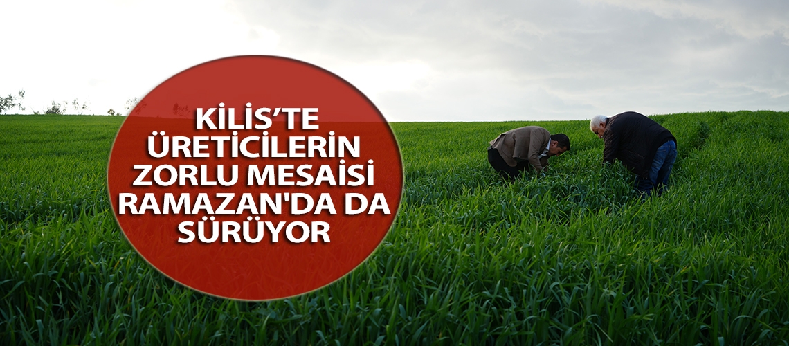 Kilis’te üreticilerin zorlu mesaisi Ramazan'da da sürüyor