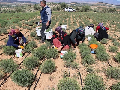 Sınırın sıfır noktası tarıma kazandırıldı