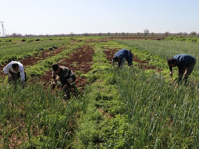 Tarım işçileri Ramazan’da da mesaiye devam ediyorlar