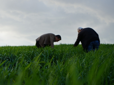 Kilis’te üreticilerin zorlu mesaisi Ramazan'da da sürüyor