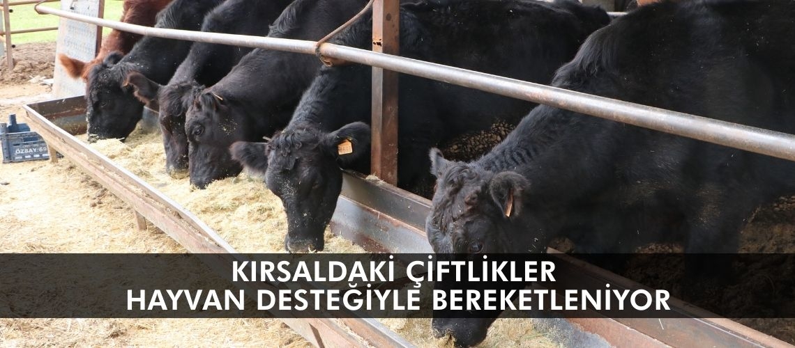 Kırsaldaki çiftlikler hayvan desteğiyle bereketleniyor