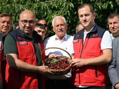 Kahramanmaraş’ta çığşar kirazı için coşkulu hasat