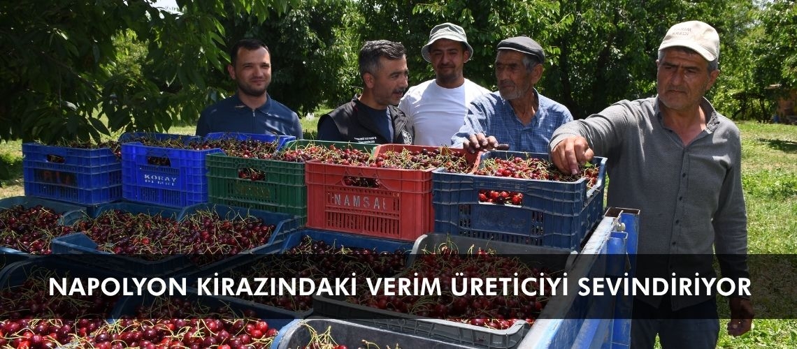 Napolyon kirazındaki verim üreticiyi sevindiriyor