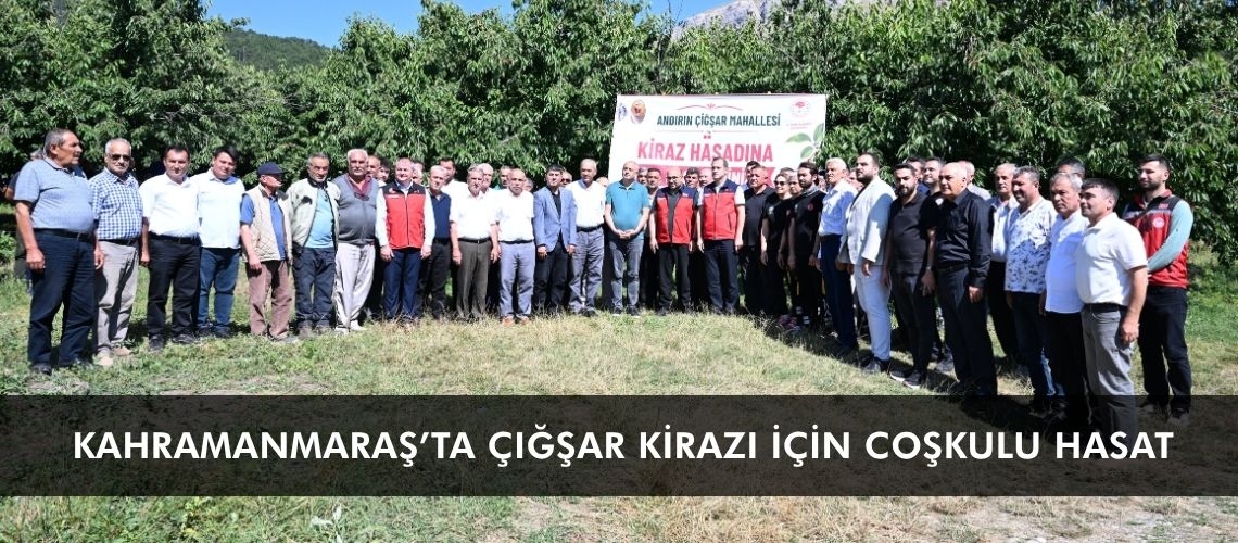Kahramanmaraş’ta çığşar kirazı için coşkulu hasat