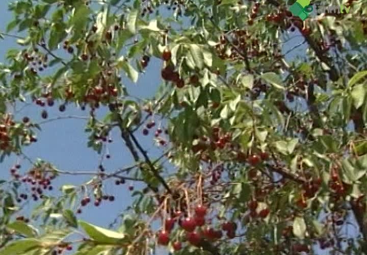 Kiraz ve Vişne Yetiştiriciliği