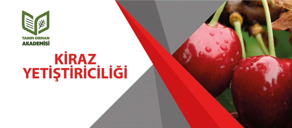 KİRAZ YETİŞTİRİCİLİĞİ
