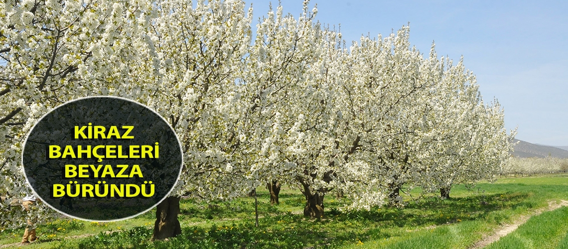 Kiraz bahçeleri beyaza büründü