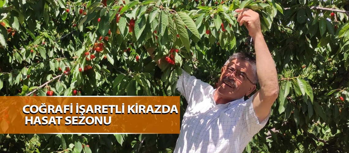 Coğrafi işaretli kirazda hasat sezonu