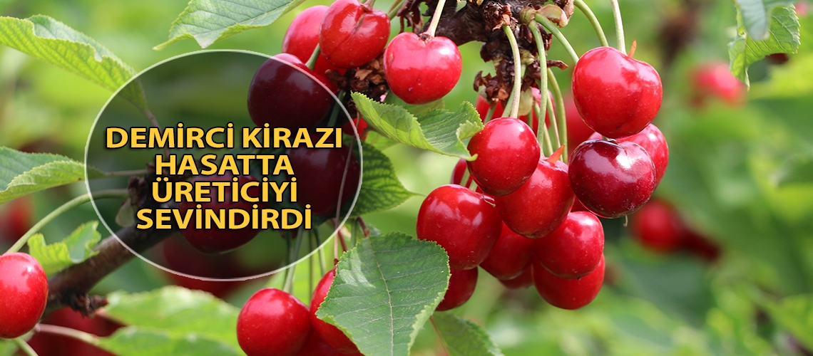 Demirci kirazı hasatta üreticiyi sevindirdi