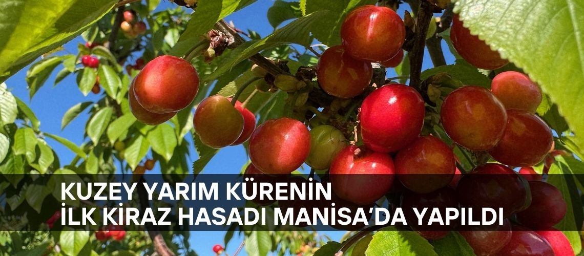 Kuzey yarım kürenin ilk kiraz hasadı Manisa’da yapıldı