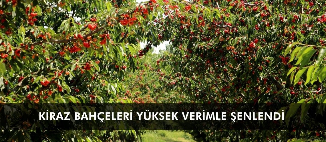 Kiraz bahçeleri yüksek verimle şenlendi