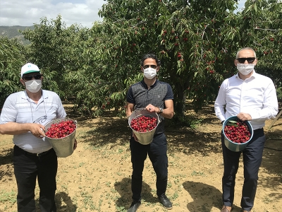 Demirci kirazında hasat sevinci