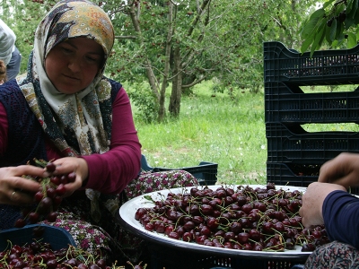 Kiraz, üreticisini sevindiriyor