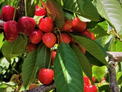 Coğrafi işaretli kirazda hasat sezonu