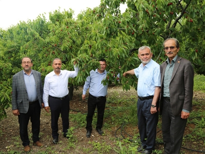 Keles kirazında ilk hasat törenle yapıldı