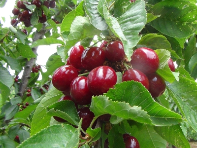 Demirci kirazı hasatta üreticiyi sevindirdi