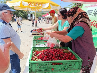 Çeribaşı kirazının hasat sezonu başladı