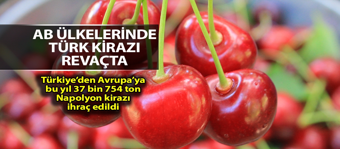 Avrupa’da Türk kirazına yoğun ilgi