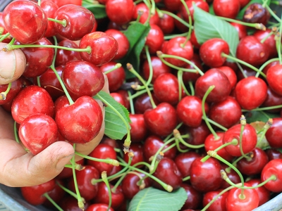 Avrupa’da Türk kirazına yoğun ilgi