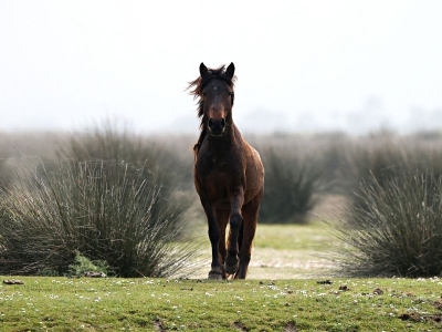 Kızılırmak Deltası Kuş Cenneti canlandı