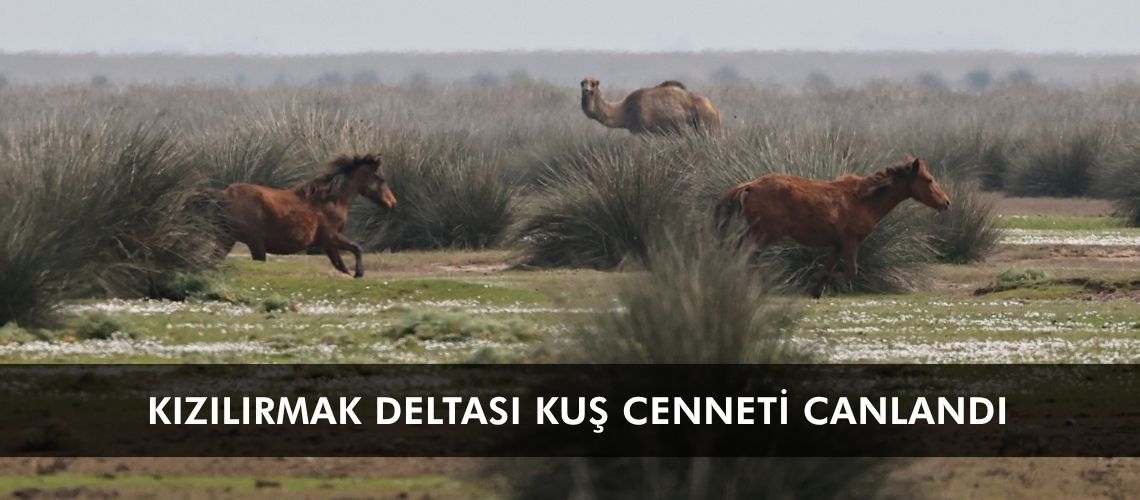 Kızılırmak Deltası Kuş Cenneti canlandı
