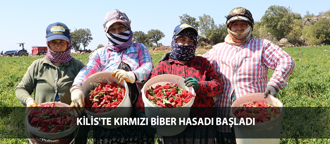 Kilis'te kırmızı biber hasadı başladı