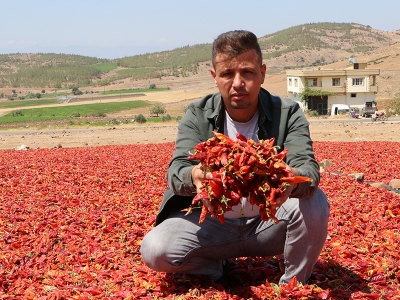 Kilis'te kırmızı biber hasadı başladı