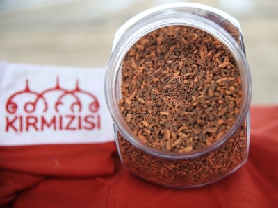 Türk kırmızısı için hasat başladı
