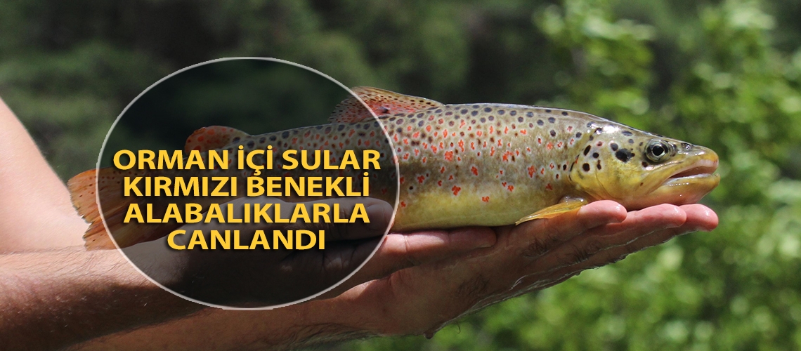 Orman içi sular kırmızı benekli alabalıklarla canlandı