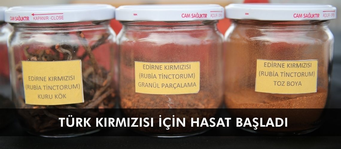 Türk kırmızısı için hasat başladı