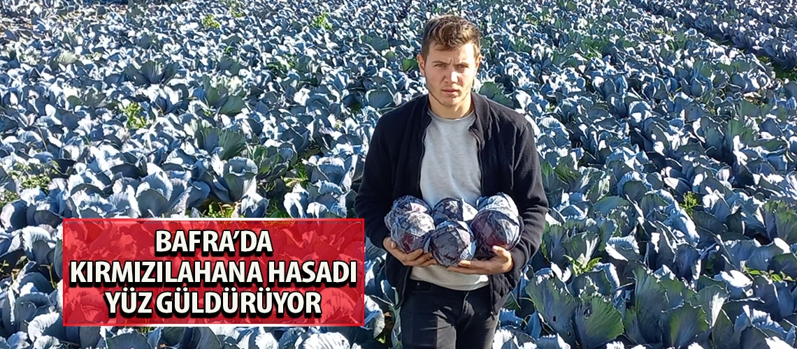 Bafra’da kırmızılahana hasadı yüz güldürüyor