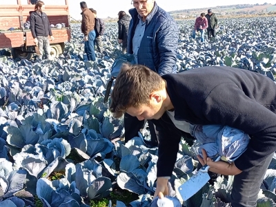 Bafra’da kırmızılahana hasadı yüz güldürüyor