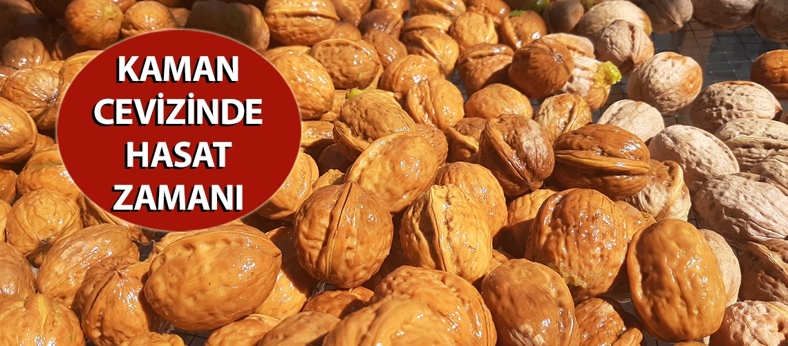 Kaman cevizinde hasat zamanı