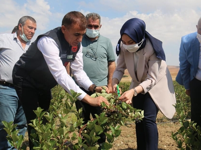 Kırşehir’de aronya hasadı başladı