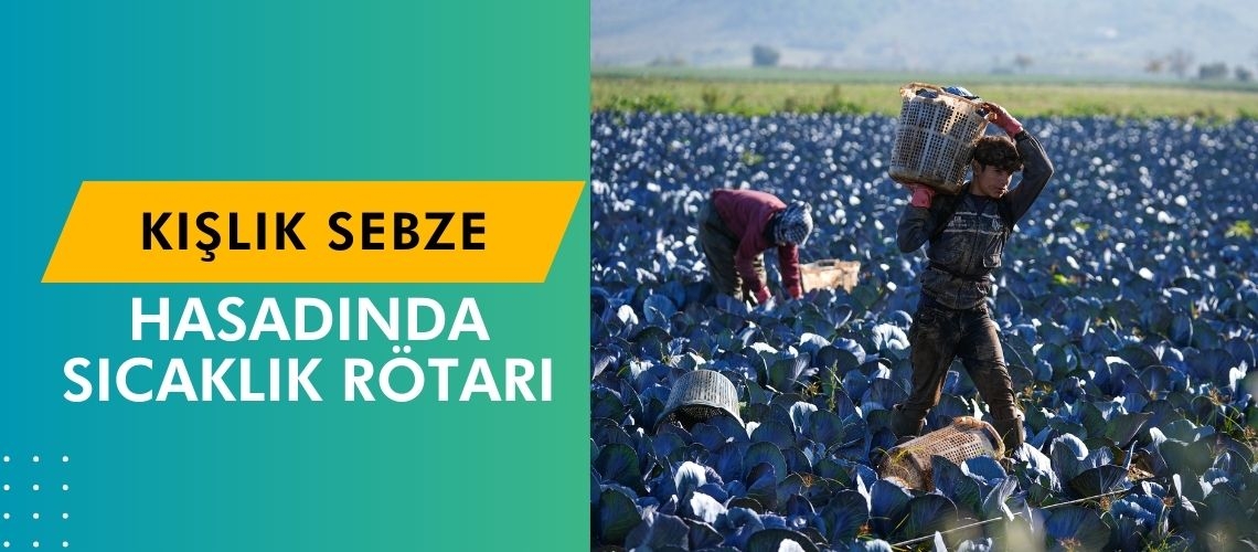 Kışlık sebze hasadında sıcaklık rötarı
