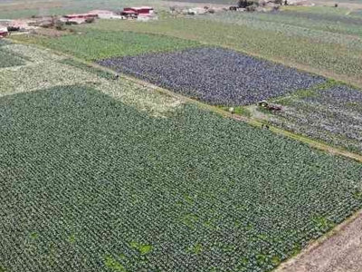 Bafra Ovası'nda kışlık sebze hasadı tamamlandı