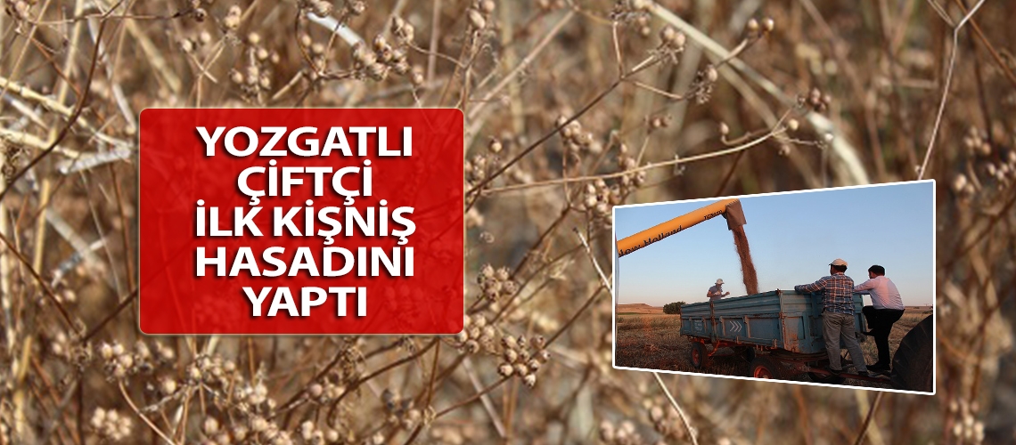 Yozgatlı çiftçi ilk kişniş hasadını yaptı