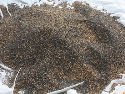 Yozgat kişnişle tanışıyor