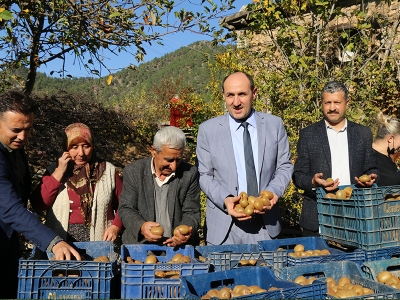 Adana’da kivi hasadı başladı
