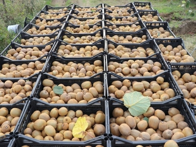 Kivi Samsun ekonomisine 1 milyar lira katkı sağlıyor