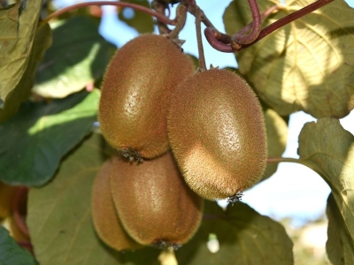 Tescilli kivide hasat zamanı