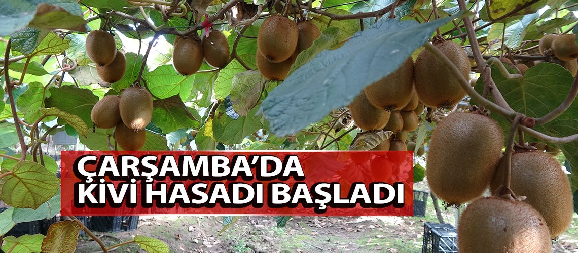 Çarşamba’da kivi hasadı başladı
