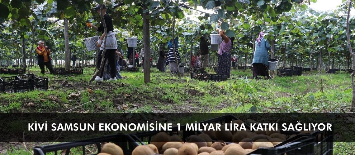 Kivi Samsun ekonomisine 1 milyar lira katkı sağlıyor