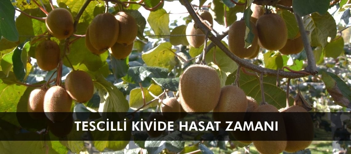 Tescilli kivide hasat zamanı