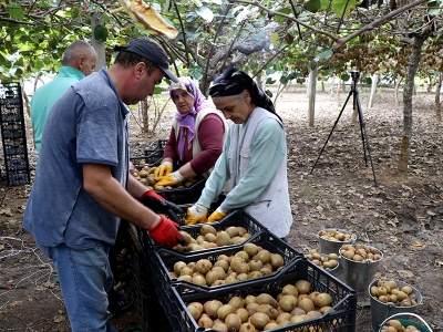 Türkiye Yalova kivisine doyacak