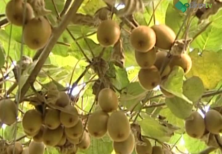 Kivi Yetiştiriciliği