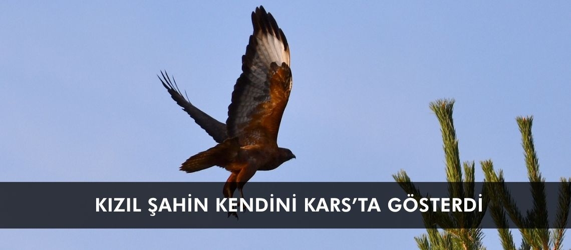 Kızıl şahin kendini Kars’ta gösterdi