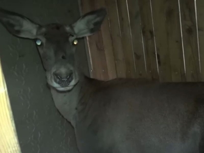 Bursa'da yetiştirilen kızıl geyikler yaşam alanlarına kavuştu