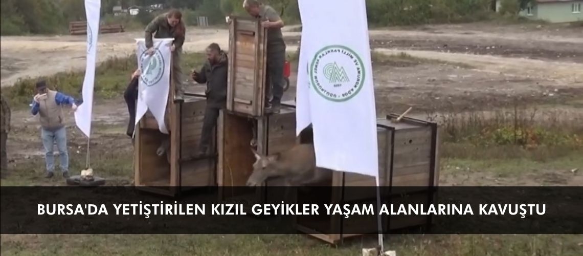 Bursa'da yetiştirilen kızıl geyikler yaşam alanlarına kavuştu